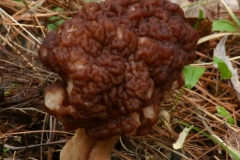 Champignons-000DVD053