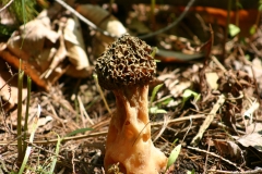 Champignons-001DVD073