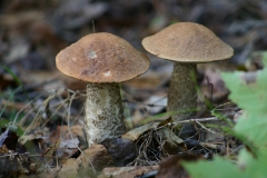 Champignons-007DVD161