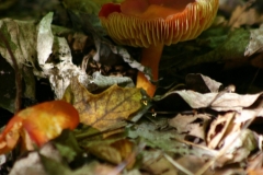 Champignons-011DVD240-e1726249378390
