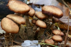 Champignons-013DVD248