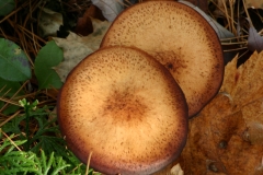Champignons-014DVD249