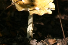 Champignons-015DVD376