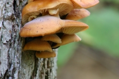 Champignons-016DVD377
