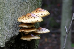 Champignons-020DVD382