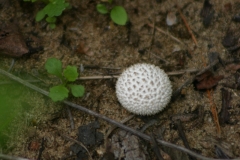 Champignons-032EXTRA635