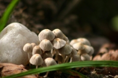 Champignons-034EXTRA789-e1726249863210