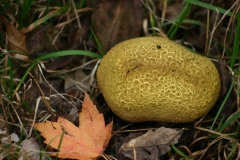Champignons-035EXTRA804